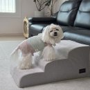 반려하다 | 강아지 계단 추천, 노견도 편한 뽀몽 애견계단 후기