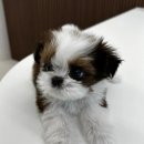 퍼피럽 강아지분양 고양이분양 군산본점 | 군산강아지분양 시츄