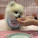 댕마카세 이미지