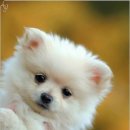 행복한동물병원 이미지