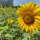 해바라기도서관 이미지