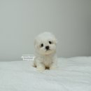 디어베어켄넬 이미지