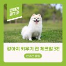 옐레드 애견유치원 & 애견호텔, 미용 안산고잔점 | 안산애견유치원 | 강아지 키우기 전 꼭 체크해야 할 5가지 현실 조언 | 옐레드안산고잔점