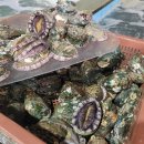 [8월21일] 민어(완전대박가격),中먹갈치,大30병어,덕자,통치,활왕새우,생멸치젓,산지전복 이미지