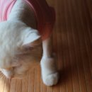 헬로똘복 - 성남시 분당구 미금로 251 | 헬로똘복