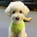 엔젤퍼피 | [강아지 옷 추천] 다리 긴 강아지랑 찰떡궁합인 “퍼피엔젤” 옷들 내돈내산 후기