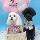 봄가을 애견미용 이미지