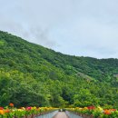 숲속의 정원 | 진주 수국 명소 🌸월아산 숲속의 진주 후기｜주차 꿀팁과 수국정원 산책