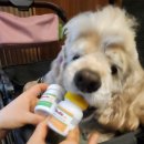 주식회사 밥펫 이미지