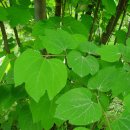 양산2호 이미지