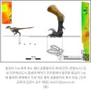 진주서 발견 1㎝ 랩터 공룡발자국 화석…세계 최소 인정 이미지