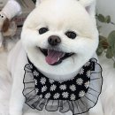 댕댕이미용실 이미지