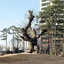 느티나무 이미지