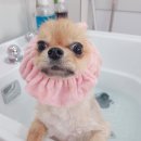 꽃보다 멍 이미지