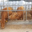 상기축산 이미지