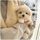 광주강아지분양 애견분양 마마스미독 광주점 | 광주 애견샵 광주강아지분양 마마스미독 애견샵 광주봉선점 분양부터 행동 교정 훈련까지