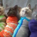 냥이시대 이미지