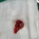 으뜸원동물병원 이미지