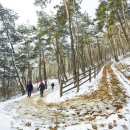 우포의 숲속 이미지