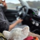 견우애견 | 포항여행 애견동반코스 구룡포해수욕장 호미곶 해맞이광장과 유채꽃밭