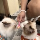 션샤인캣 이미지