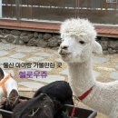 출출한강아지 | 울산 헬로우쥬 아이랑 가볼만한곳 동물카페 솔직후기