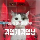 귀엽개귀엽냥 | 귀엽개귀엽냥 인천 가좌동 고양이 무마취 미용 추천