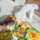 독 | 강아지유치원 비용도 좋고 픽업도 되는 켈리독 후기