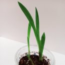 엘에프팜 이미지