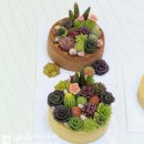 오손도손다육이네