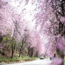 거창군북상면월성보건진료소 | 경남 벚꽃 명소 거창 임불마을 남불마을 수양 벚꽃