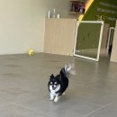 멍글하우스 이미지