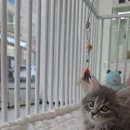 나는 고양이에 빠지다 | 분당고양이 나는 고양이에 빠지다 방문 후기