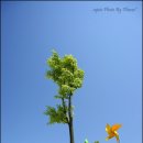 바람개비 이미지