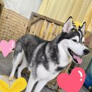 사랑할개 이미지