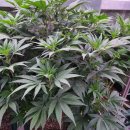 황금기름창고산업 | 매일 아침 챙기는 대마종자유 추천, 황금빛 에너지 프리미엄파이토대마종자유100 !