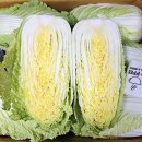 노랑양판
