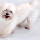 디디애견미용 네이버블로그