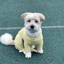 왕왕애견샵 네이버블로그