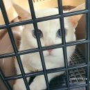 부산고양이미용&호텔 냥스타그램 이미지