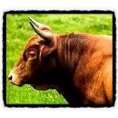 황소축산 이미지