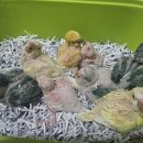 앵무세상 이미지