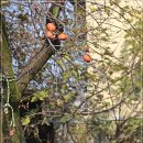 원도심 은행나무 이미지