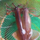 경아회수산 이미지