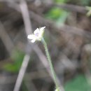 도깨비풀 이미지