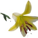 엘지북부대리점 이미지