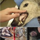 닥터펫 동물의료센터 이미지