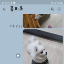 메이저 애견훈련학교 이미지