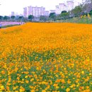 장성황룡강 노란꽃축제 이미지