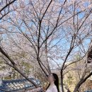 금옥사 | 행궁동벚꽃카페 벚꽃사진 건지기 좋은 금옥 카페 다녀온 후기(4/11 방문)